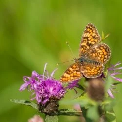 Fotografía Melitaea phoebe (2 de 2)