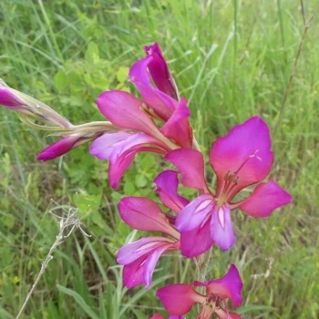 Inflorescencia