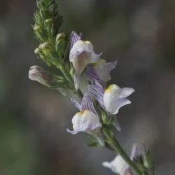 Linaria repens