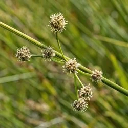 Fotografía Scirpoides holoschoenus subsp. holoschoenus (3 de 3)