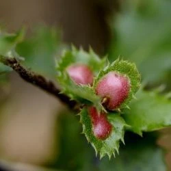 Plagiotrochus quercusilicis