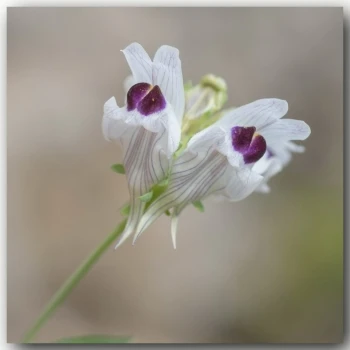 Linaria verticillata subsp. anticaria