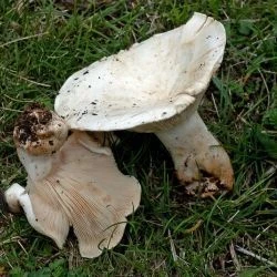 Fotografía Leucopaxillus candidus (Bres.) Singer (1 de 2)