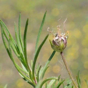 Plantago sempervirens