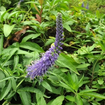 Veronica spicata