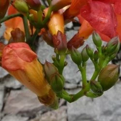 Campsis grandiflora