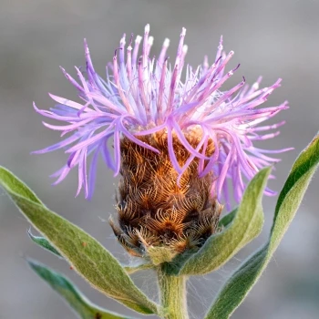 Centaurea nigra subsp. carpetana (1 de 3)