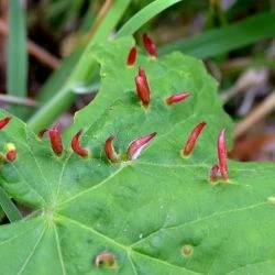 Eriophyes tiliae