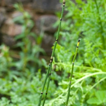 Equisetum palustre (1 de 2)