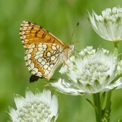 Melitaea deione (1 de 2)