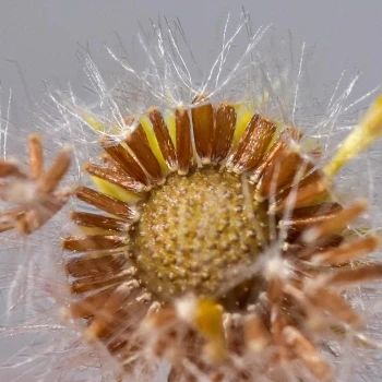 Erigeron karvinskianus (1 de 2)