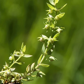 Lysimachia linum-stellatum (2 de 2)