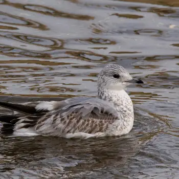 Gaviota cana (Larus canus) (4 de 4)