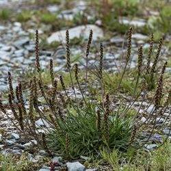 Plantago alpina