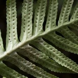 Fotografía Polypodium cambricum (1 de 2)