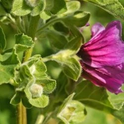 Flor, involucro