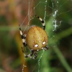 Araneus quadratus