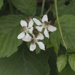 Rubus hirtus