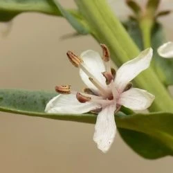 Lysimachia ephemerum