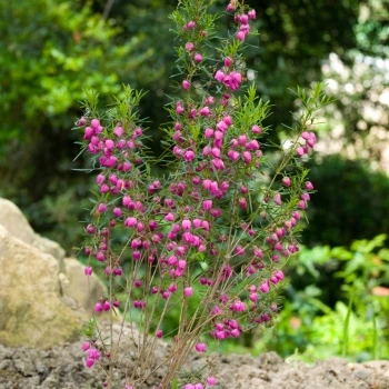 Boronia heterophylla