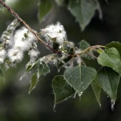 Populus nigra