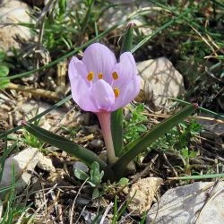 Colchicum triphyllum