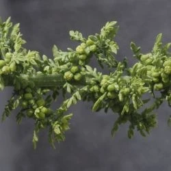 Chenopodium multifidum