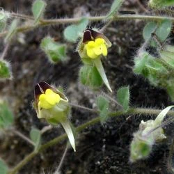 Kickxia spuria subsp. integrifolia