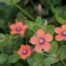 Lysimachia arvensis