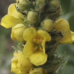 Flor, corola