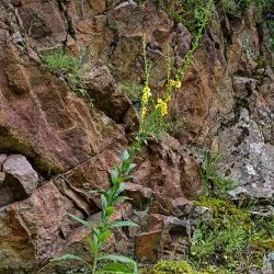 Verbascum sinuatum