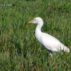 Bubulcus ibis