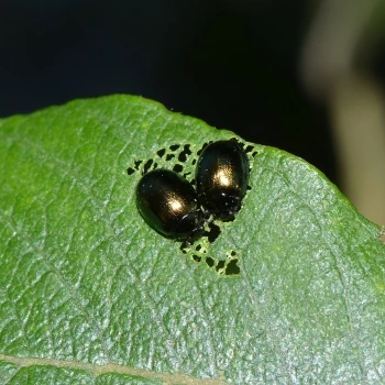 Plagiodera versicolora