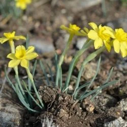 Narcissus rupicola