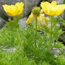 Adonis pyrenaica