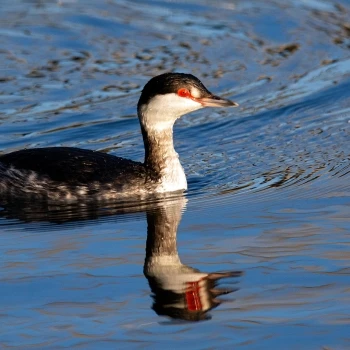 Zampullín cuellirrojo (Podiceps auritus) (1 de 5)