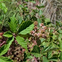 Rubus vigoi