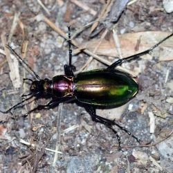 Carabus splendens