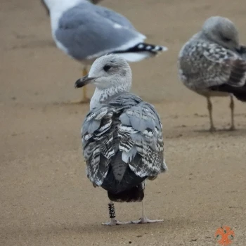 Larus michahellis