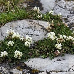 Trifolium repens