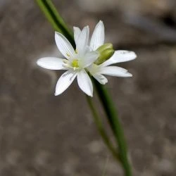 Ornithogalum broteroi