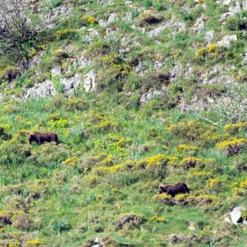 Oso pardo (Ursus arctos) (4 de 6)