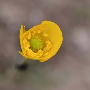 Ranunculus pseudomillefoliatus