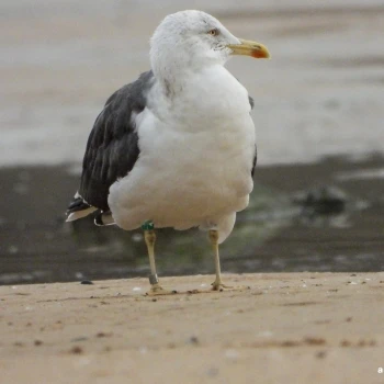 Larus fuscus (1 de 3)