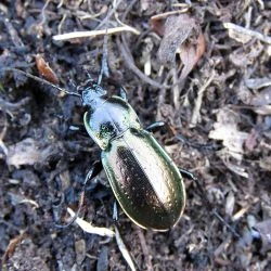 Fotografía Carabus nemoralis (2 de 2)