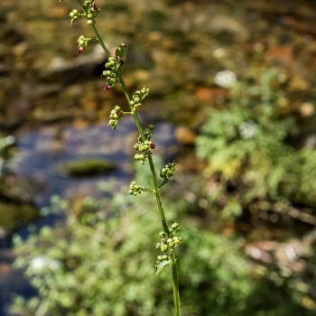 Scrophularia nodosa