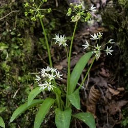 Allium ursinum