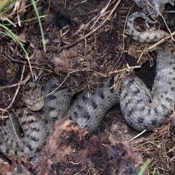 Vipera aspis (2 de 3)