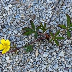 Potentilla reptans