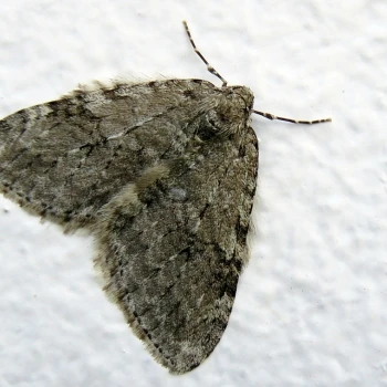 Epirrita dilutata